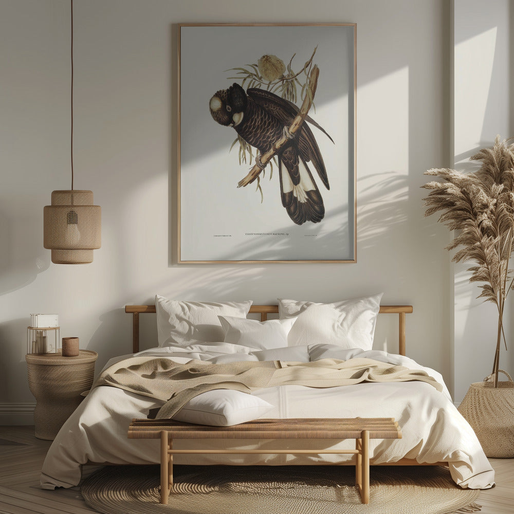 Baudin's Cockatoo Poster